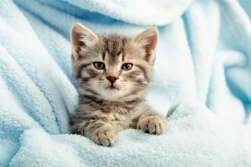 Cute kitten in blanket